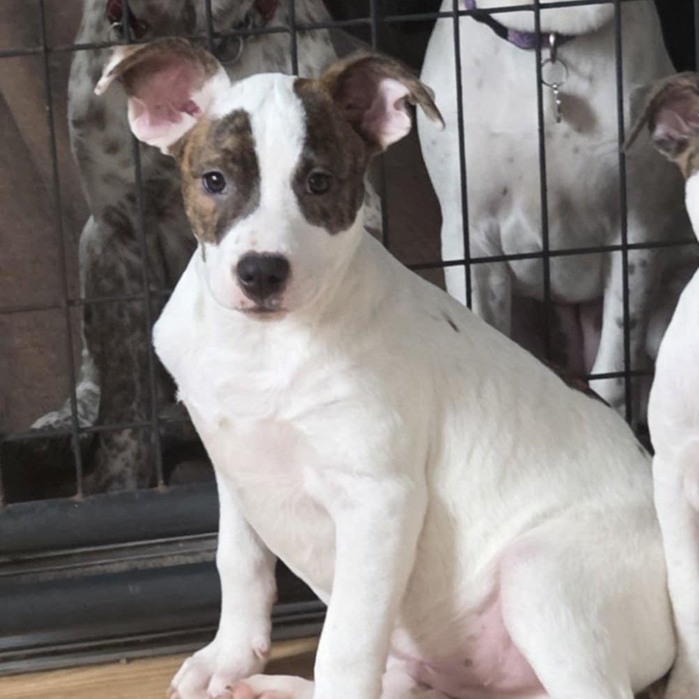 Einstein thumbnail 3