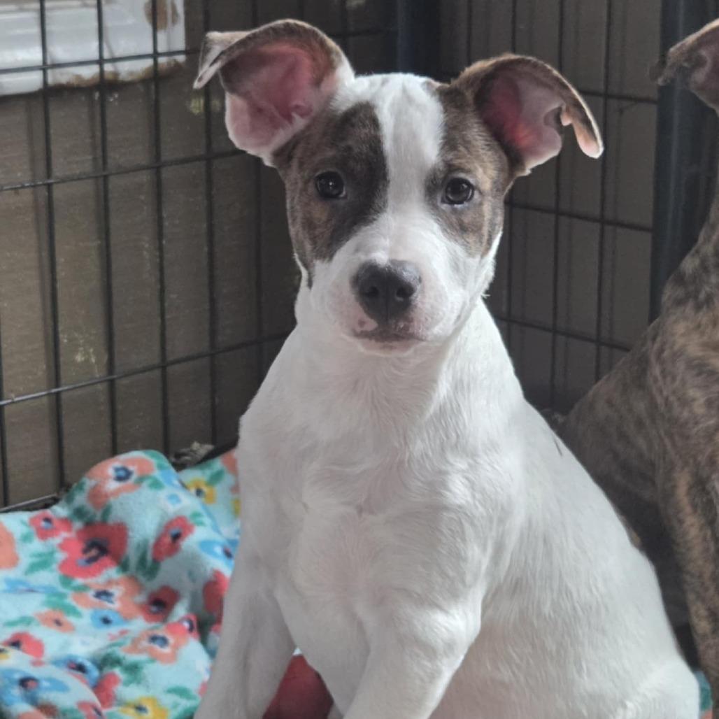 Einstein thumbnail 4