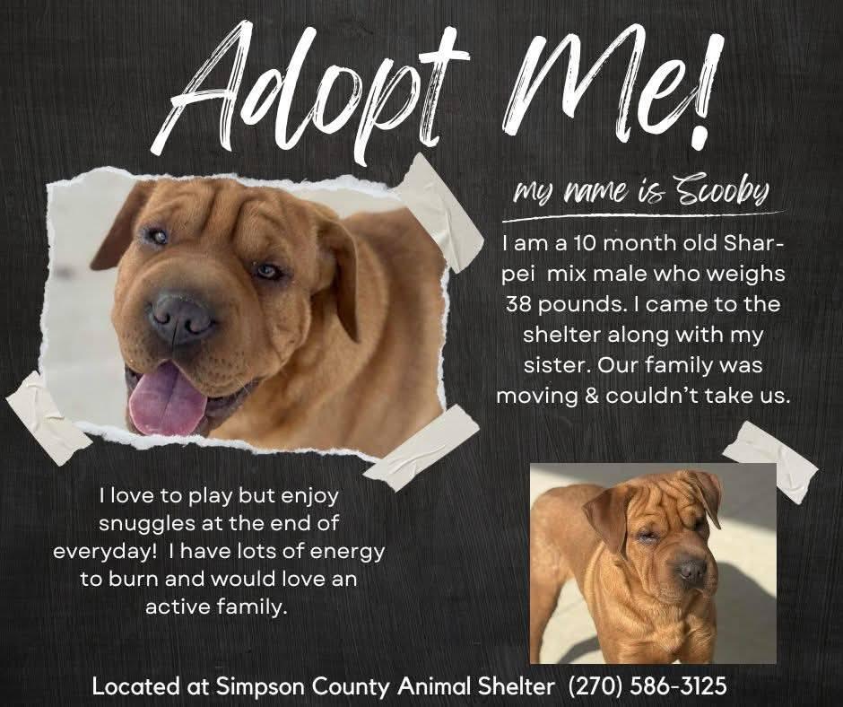 Scooby, ADOPTABLE, Puppy Male Shar-Pei.