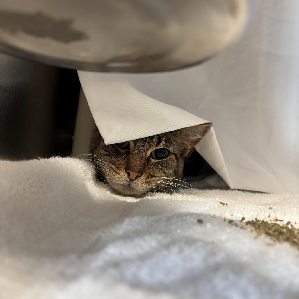 George, Adoptable, Adult Male Domestic Short Hair.