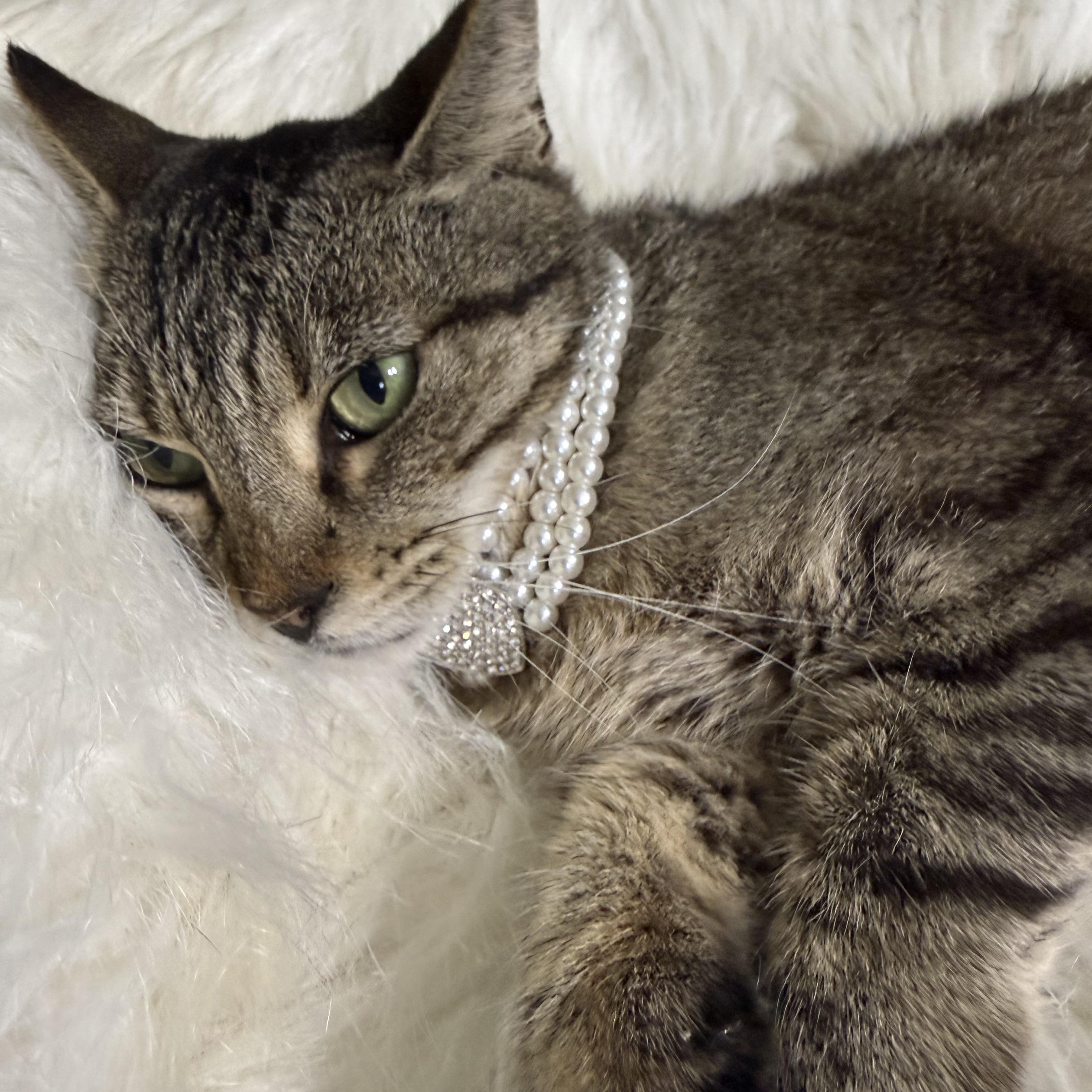 Chloe, a ADOPTABLE Domestic Short Hair in Dickinson, TX image 4/6