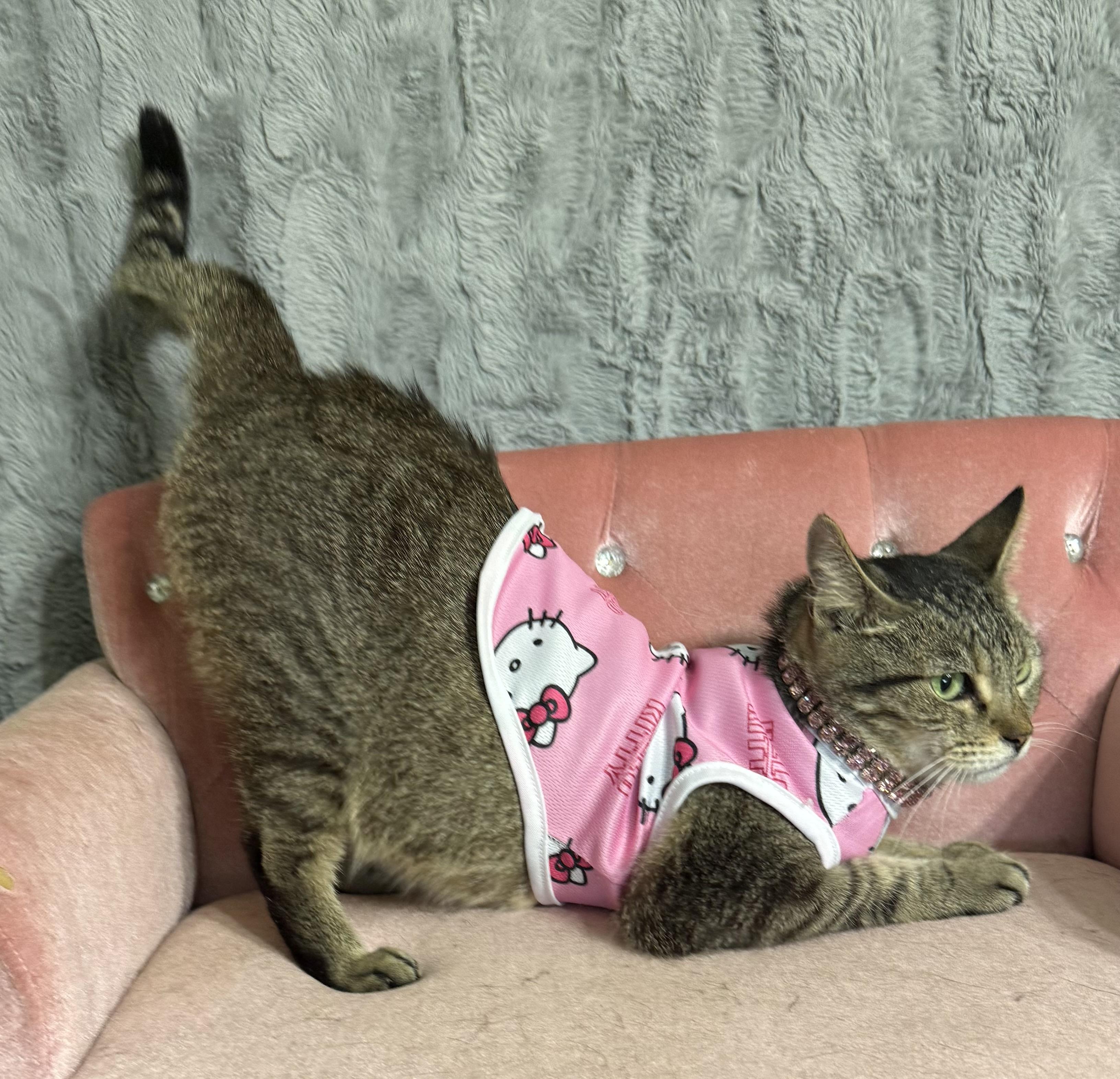 Chloe, a ADOPTABLE Domestic Short Hair in Dickinson, TX image 5/6