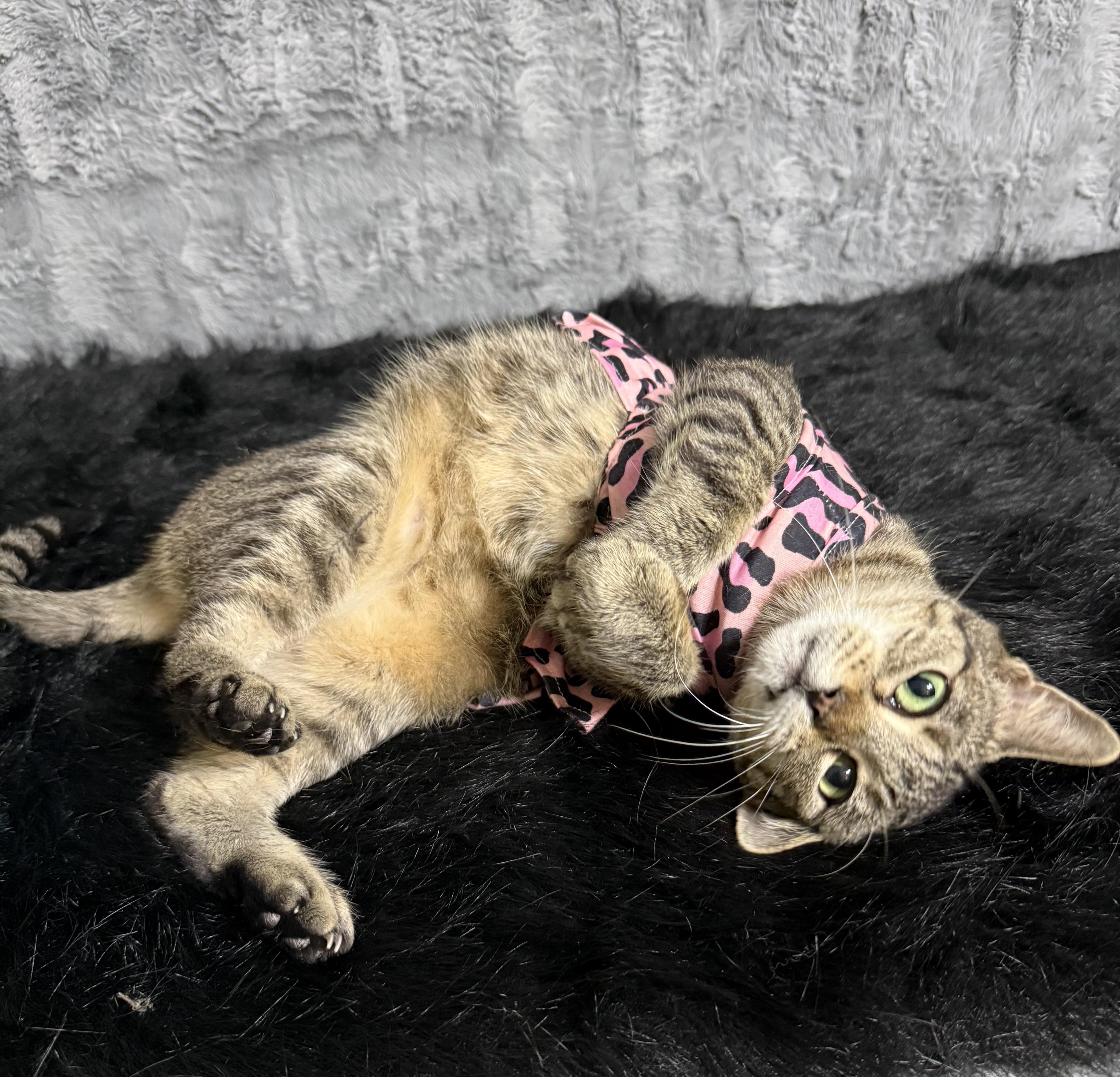 Chloe, a ADOPTABLE Domestic Short Hair in Dickinson, TX image 3/6