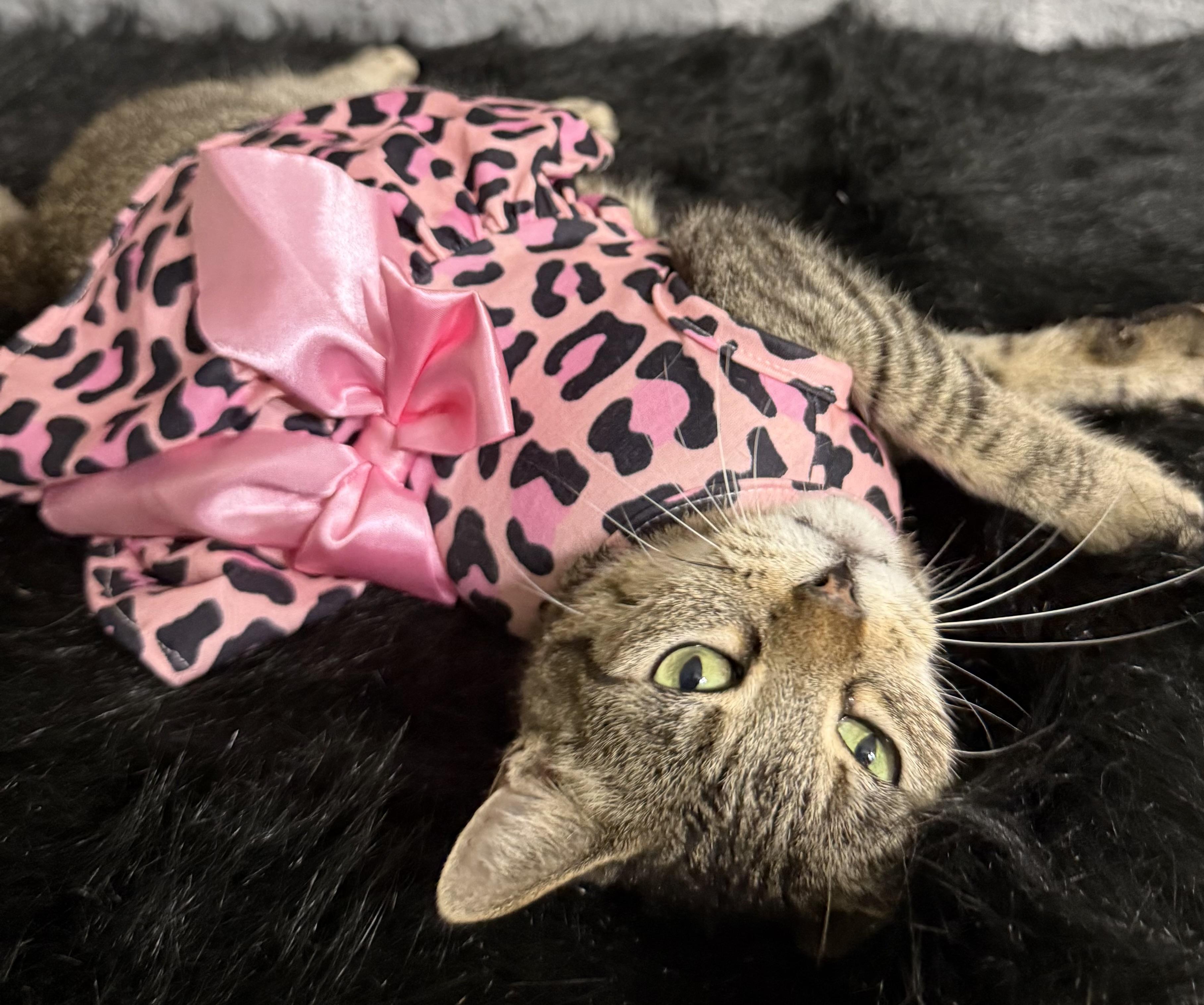 Chloe, ADOPTABLE, Adult Female Domestic Short Hair.
