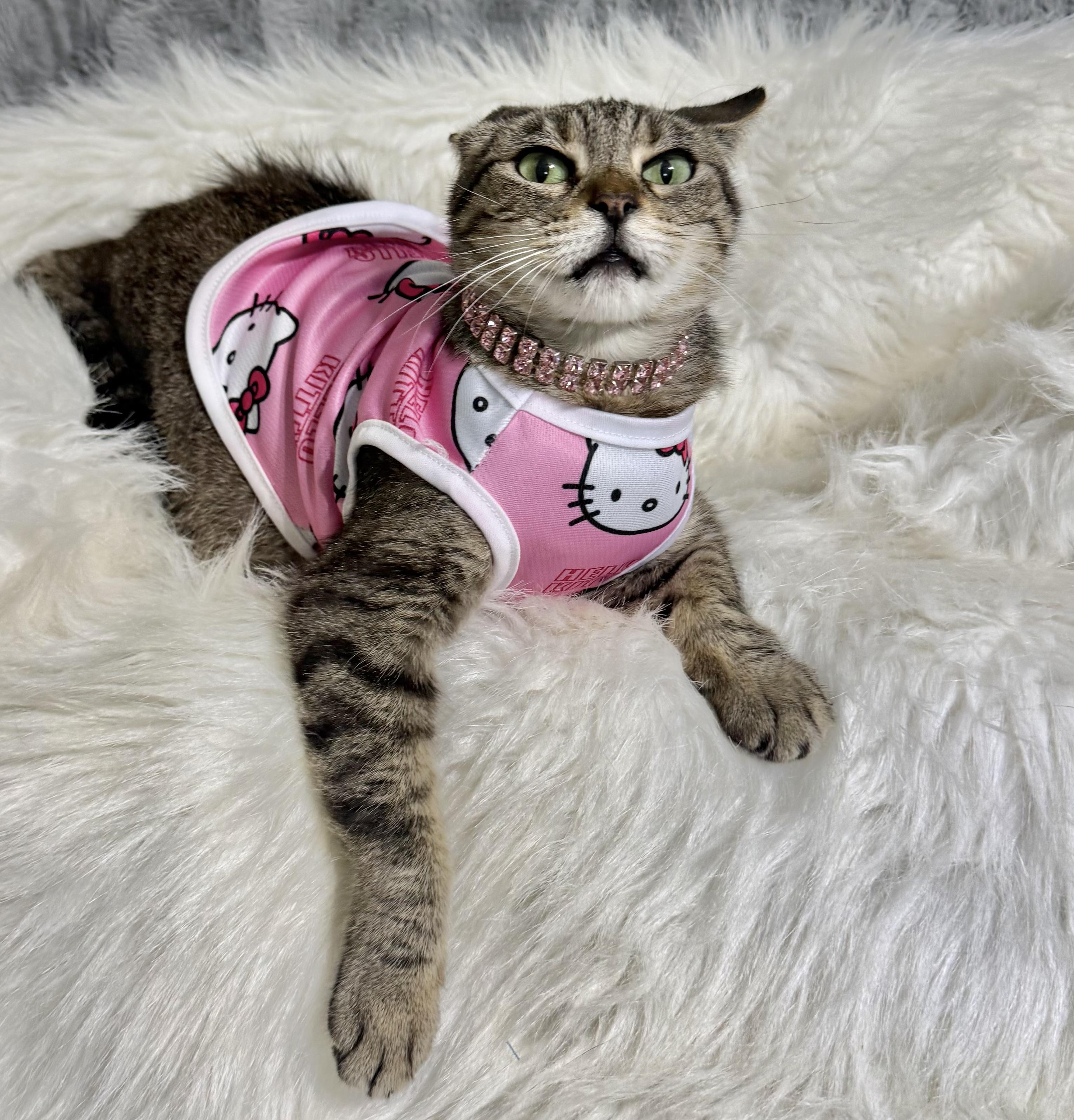 Chloe, a ADOPTABLE Domestic Short Hair in Dickinson, TX image 6/6