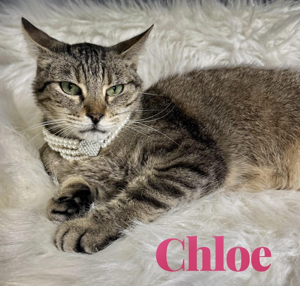 Chloe, a ADOPTABLE Domestic Short Hair in Dickinson, TX image 2/6