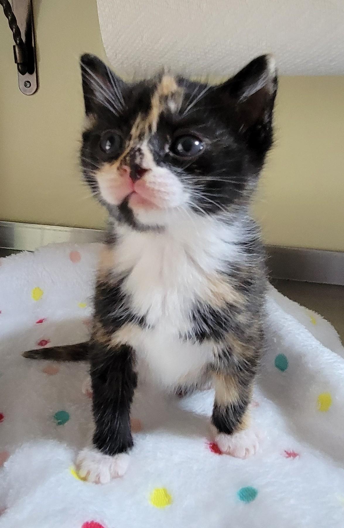 Enlarge Willow, an adoptable mixed breed in Aylett, VA image 1/2