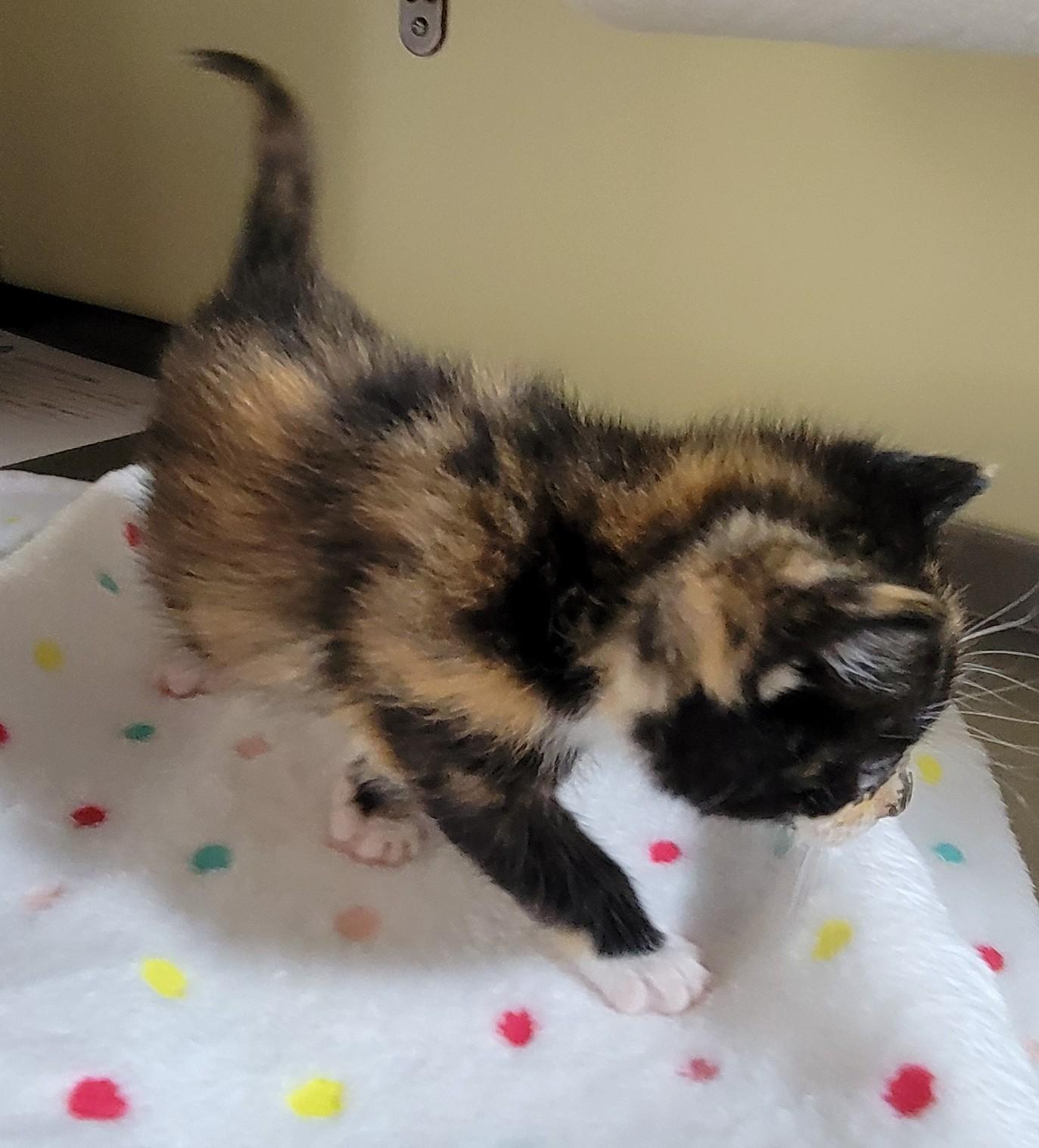 Enlarge Willow, an adoptable mixed breed in Aylett, VA image 2/2