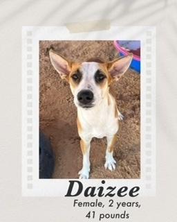 Enlarge Daizee, a Adoptable mixed breed in Puerto Penasco, SON image 1/2