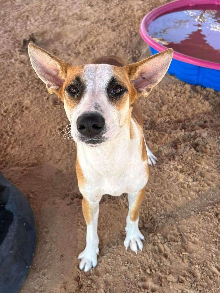 Enlarge Daizee, a Adoptable mixed breed in Puerto Penasco, SON image 2/2