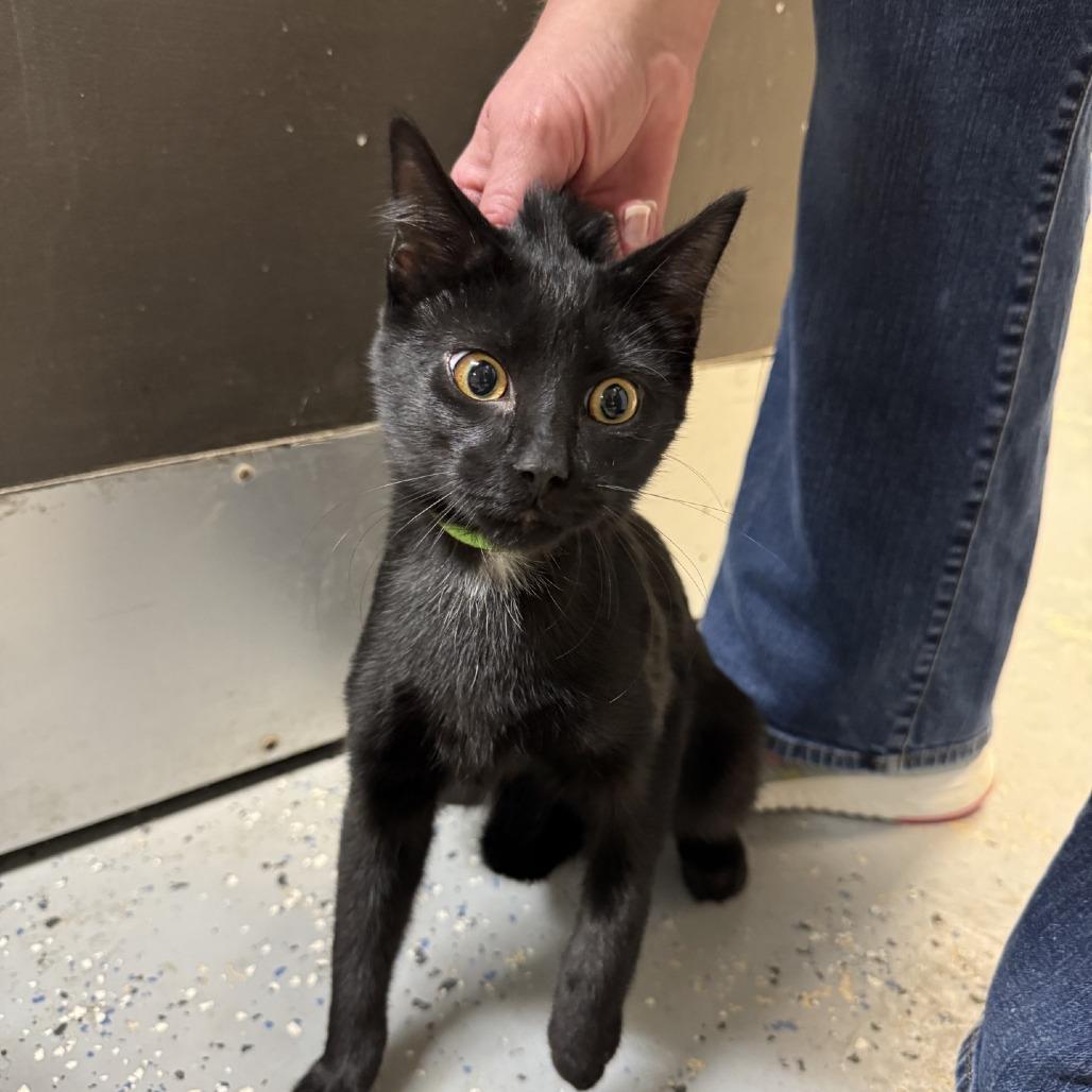 Mayo, Adoptable, Kitten Male Domestic Short Hair.
