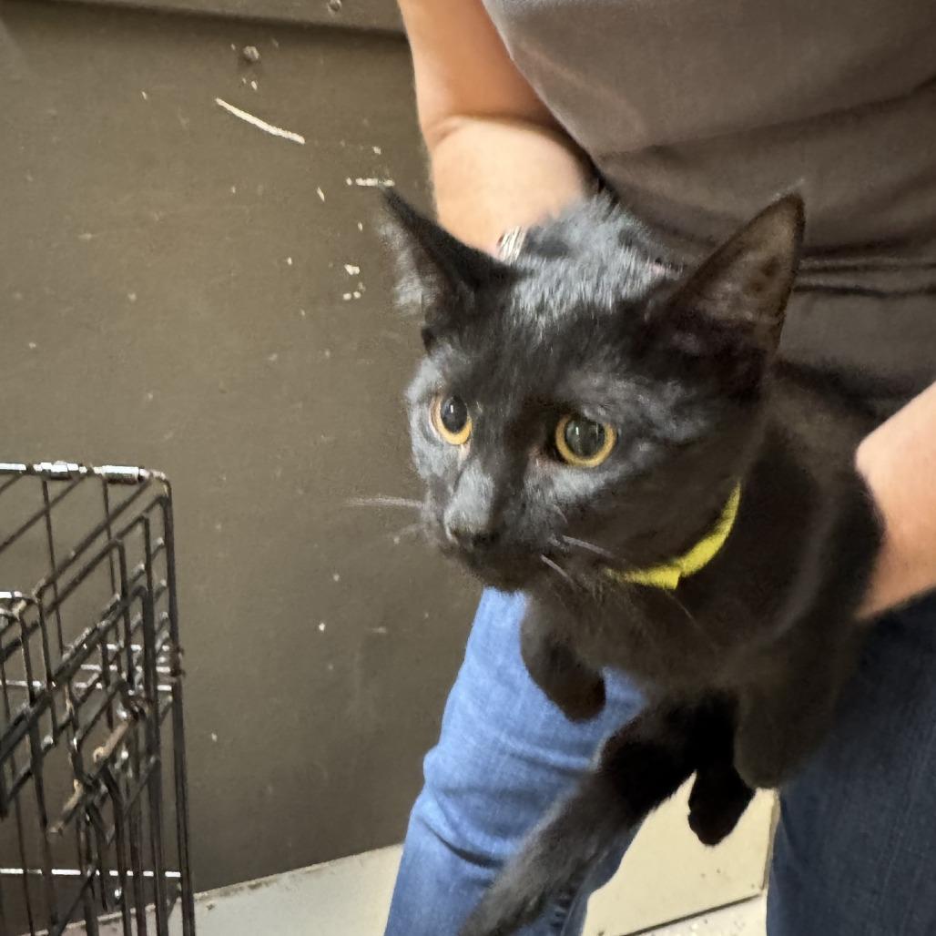 Mayo, a Adoptable Domestic Short Hair in Columbus, NC image 1/3