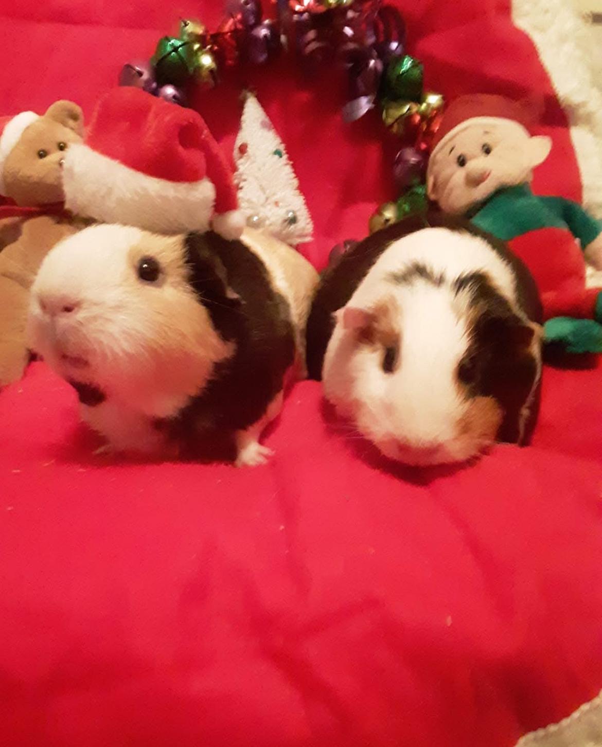 Bria and Riva, adopted, Adult Female Short-Haired.