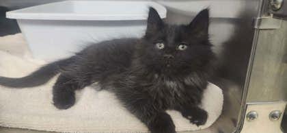 Coraline, Adoptable, Kitten Female Domestic Short Hair & Domestic Short Hair.