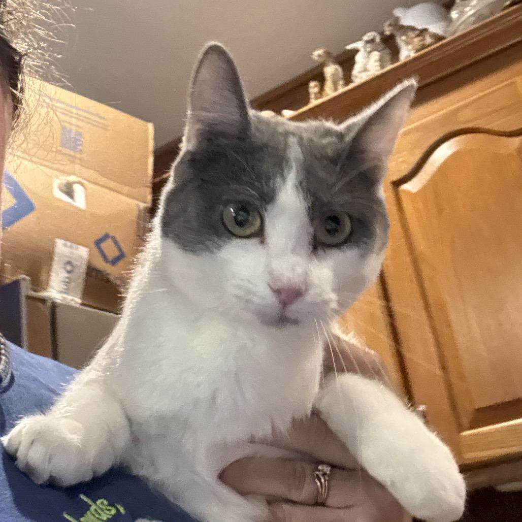 Enlarge Tiny, a Adoptable Domestic Short Hair in Granby, MO image 1/1