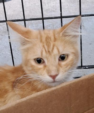 Orange Boy Wisk, Adopted, Young Male Domestic Medium Hair.