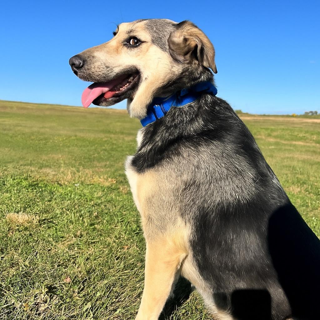 Ms. Cece, Adoptable, Adult Female Hound & Shepherd.
