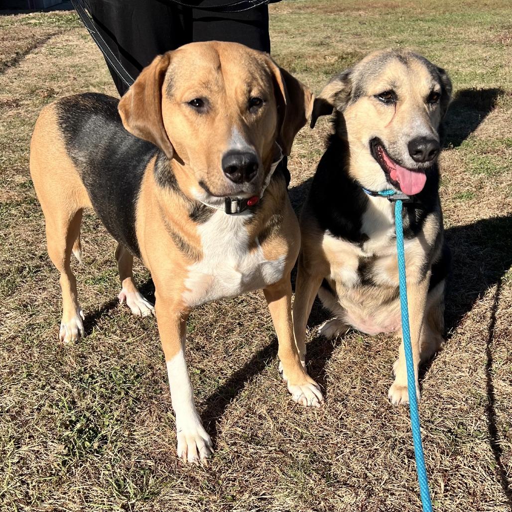 Enlarge Ms. Cece, a Adoptable mixed breed in Norfolk, NE image 2/3