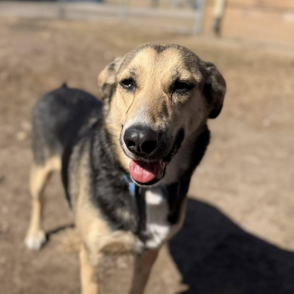 Enlarge Ms. Cece, a Adoptable mixed breed in Norfolk, NE image 3/4