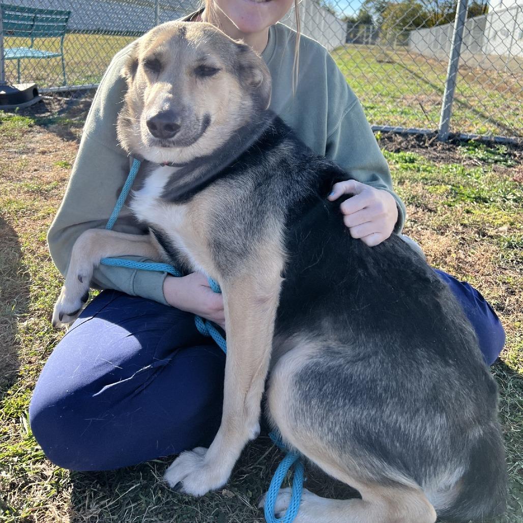 Enlarge Ms. Cece, a Adoptable mixed breed in Norfolk, NE image 3/3