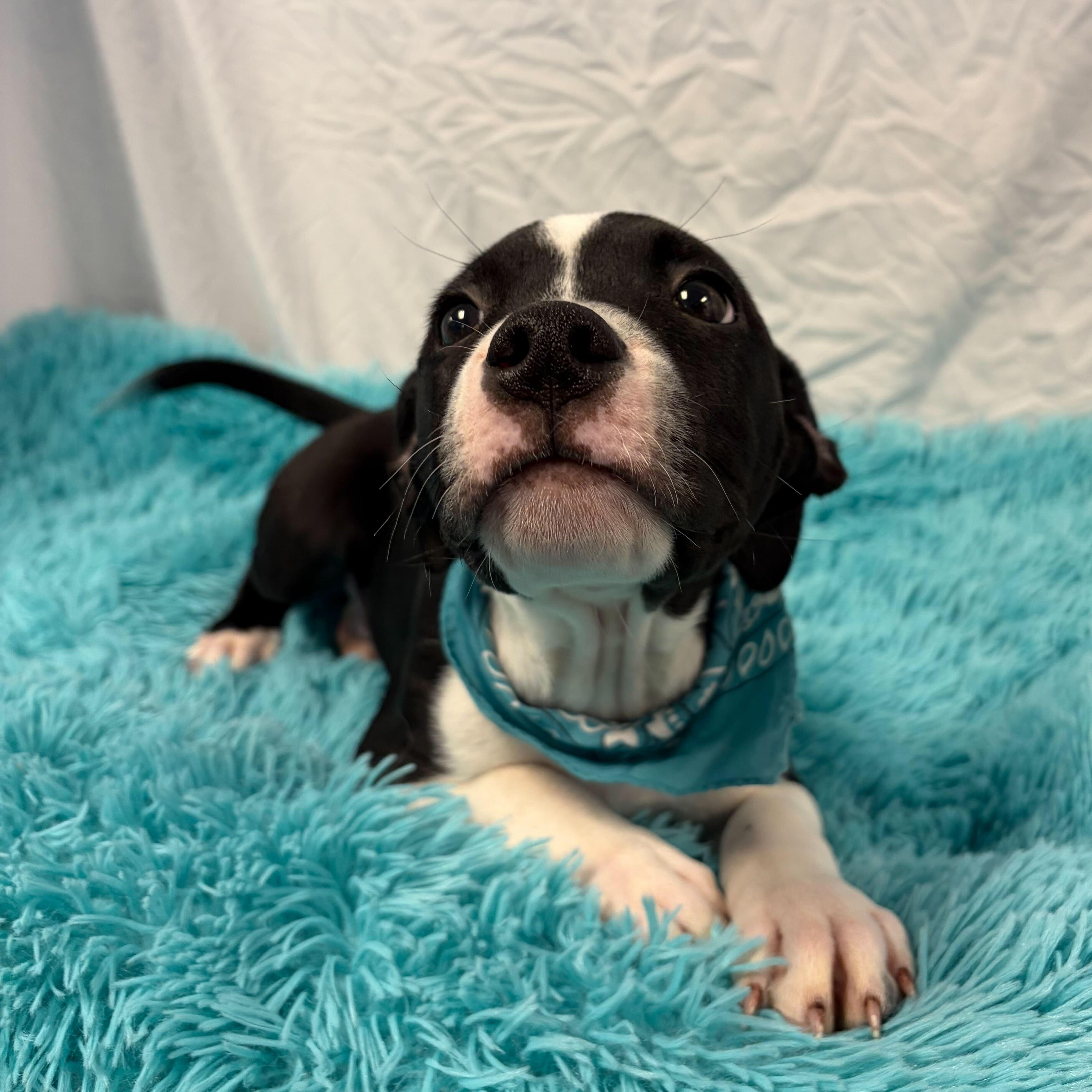 Whitaker, adoptable, Puppy Male Mixed Breed.