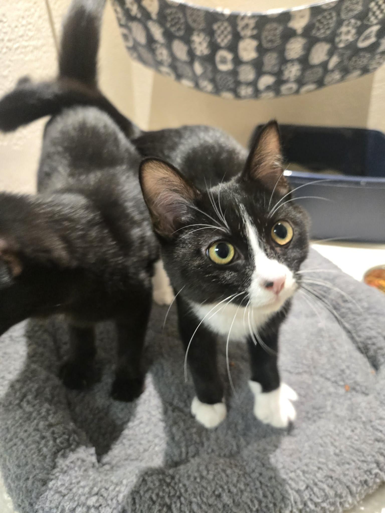 Enlarge Bramble, a Adoptable Domestic Short Hair in Richmond, KY image 2/6