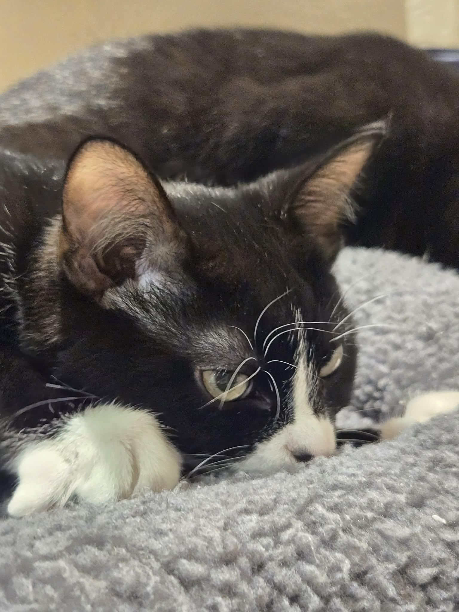 Enlarge Bramble, a Adoptable Domestic Short Hair in Richmond, KY image 4/6