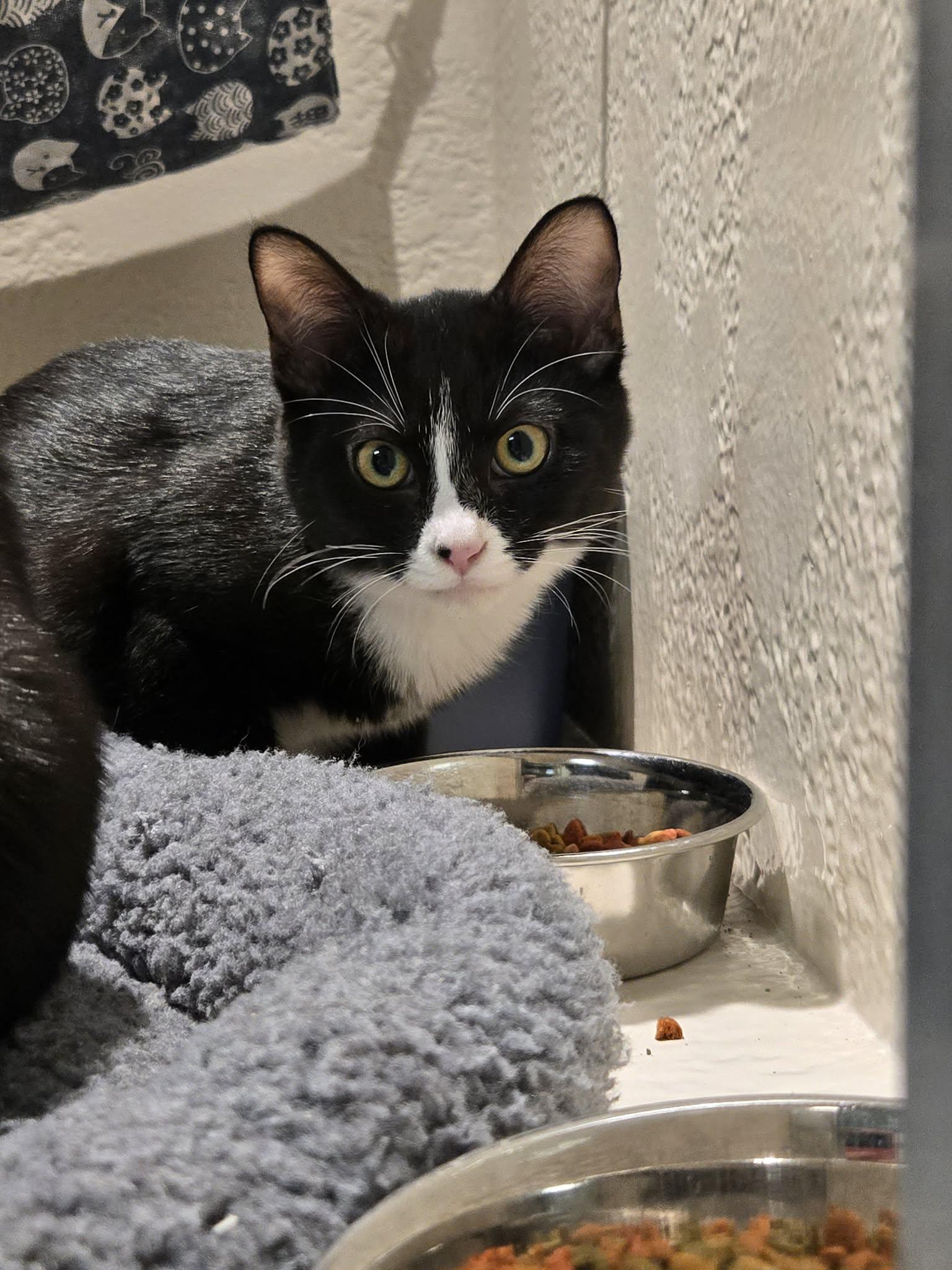 Enlarge Bramble, a Adoptable Domestic Short Hair in Richmond, KY image 1/6