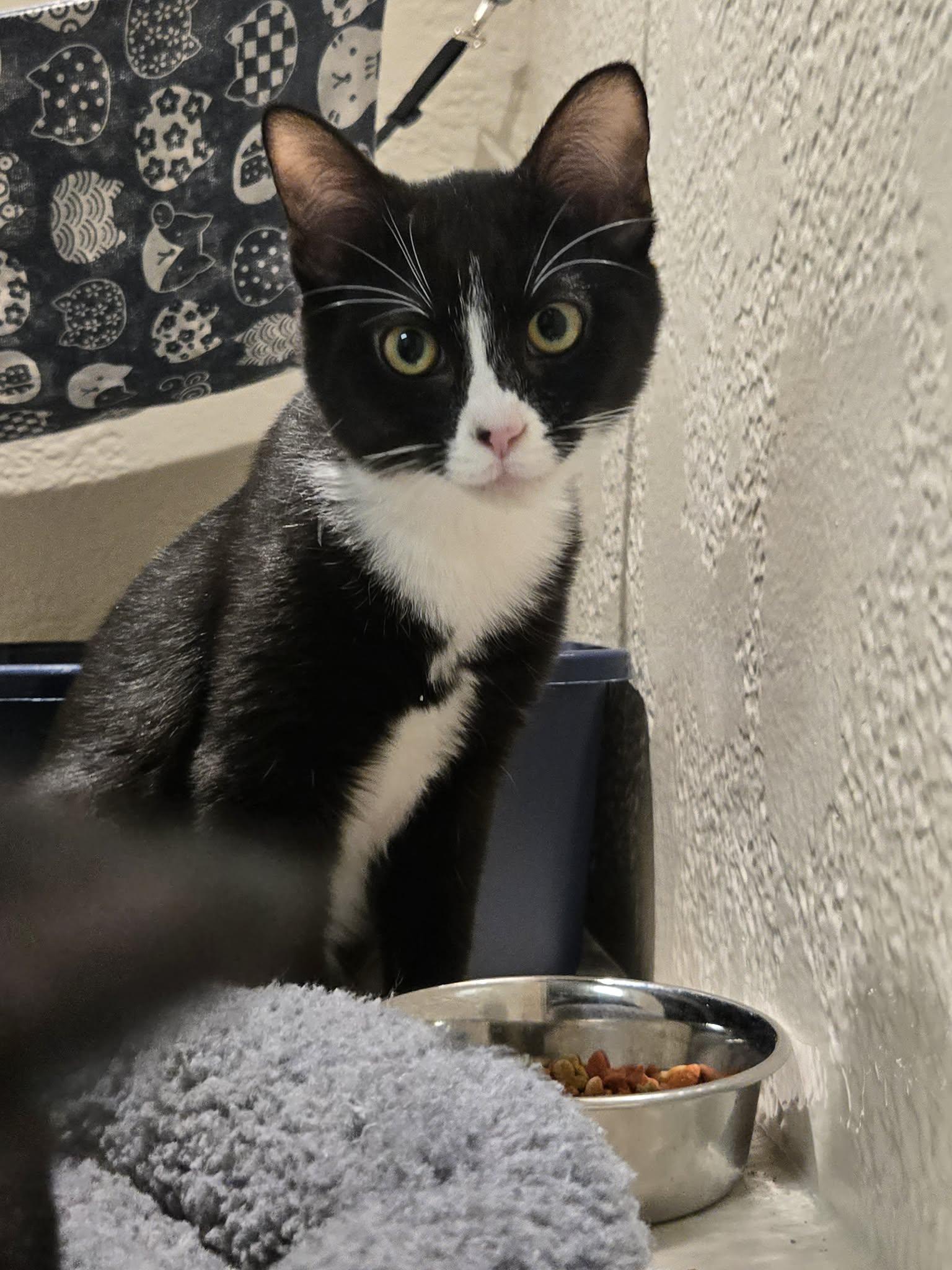 Enlarge Bramble, a Adoptable Domestic Short Hair in Richmond, KY image 3/6