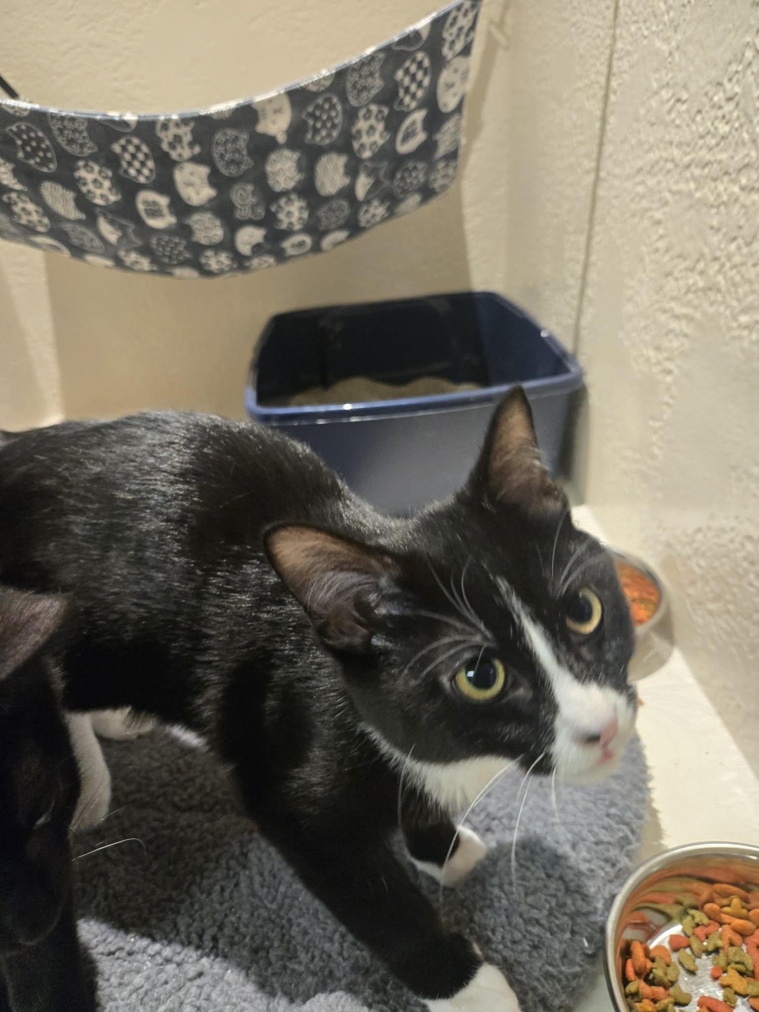 Enlarge Bramble, a Adoptable Domestic Short Hair in Richmond, KY image 6/6