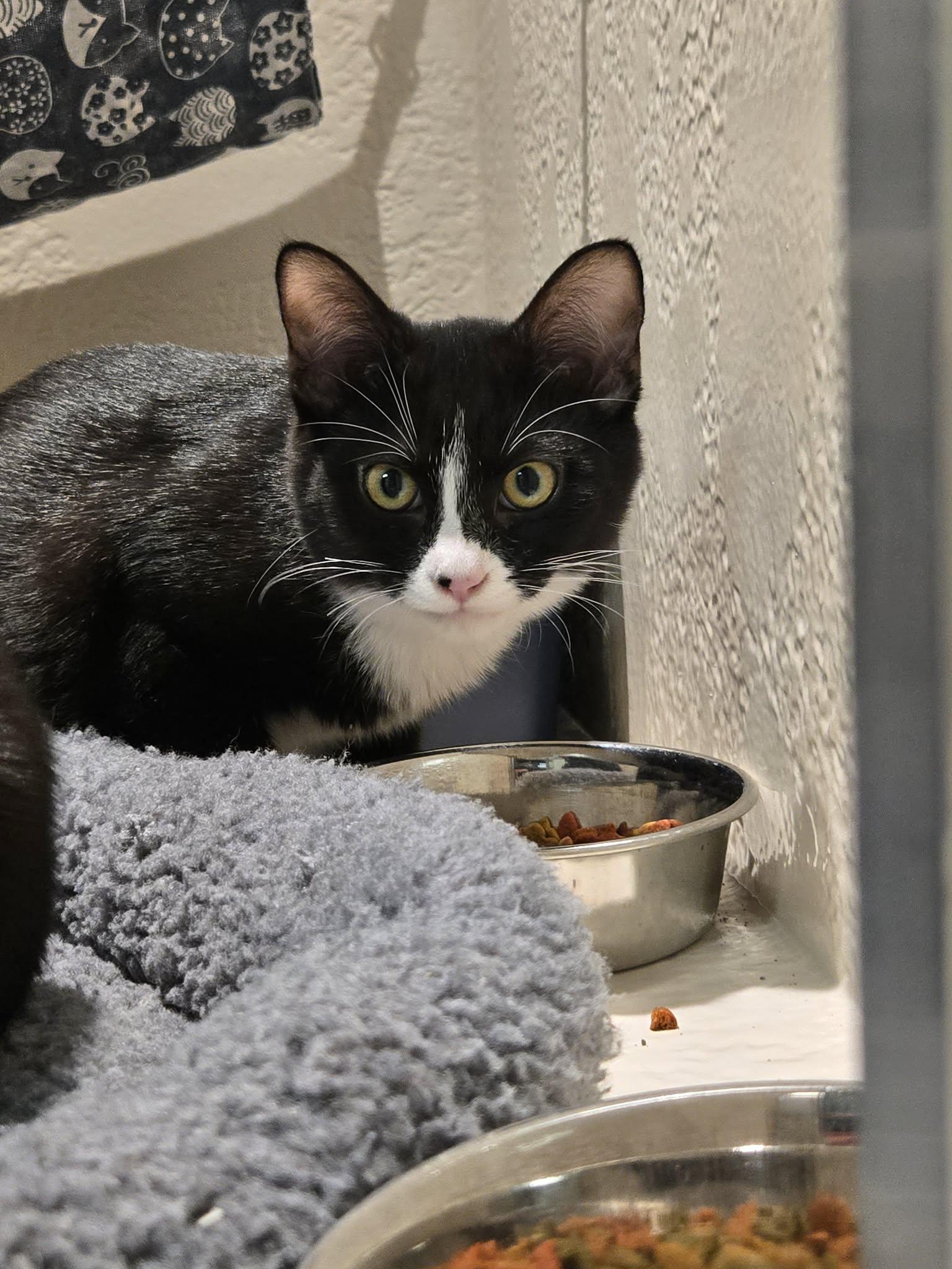 Enlarge Bramble, a Adoptable Domestic Short Hair in Richmond, KY image 5/6