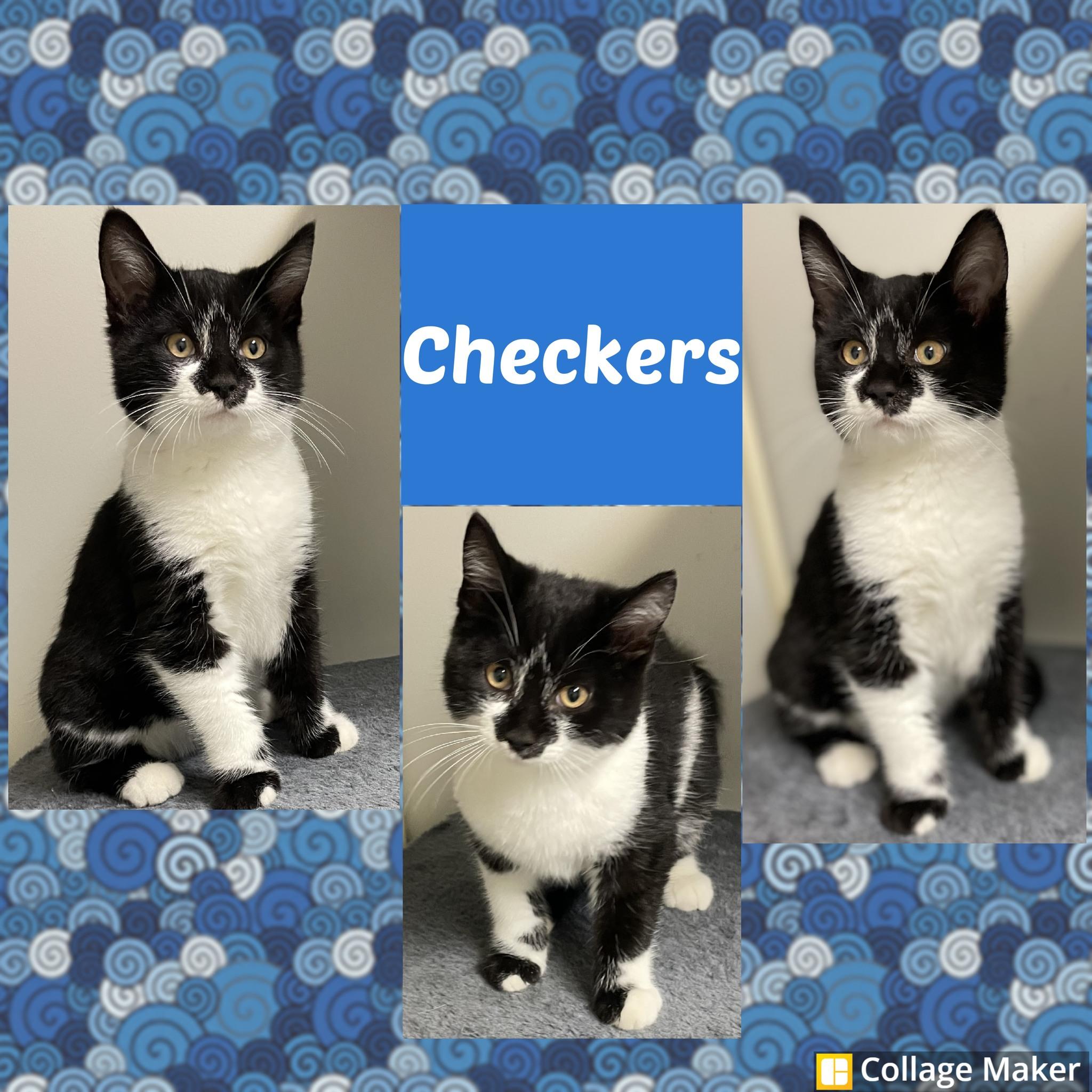 Checkers, Adoptable, Young Male Domestic Short Hair.