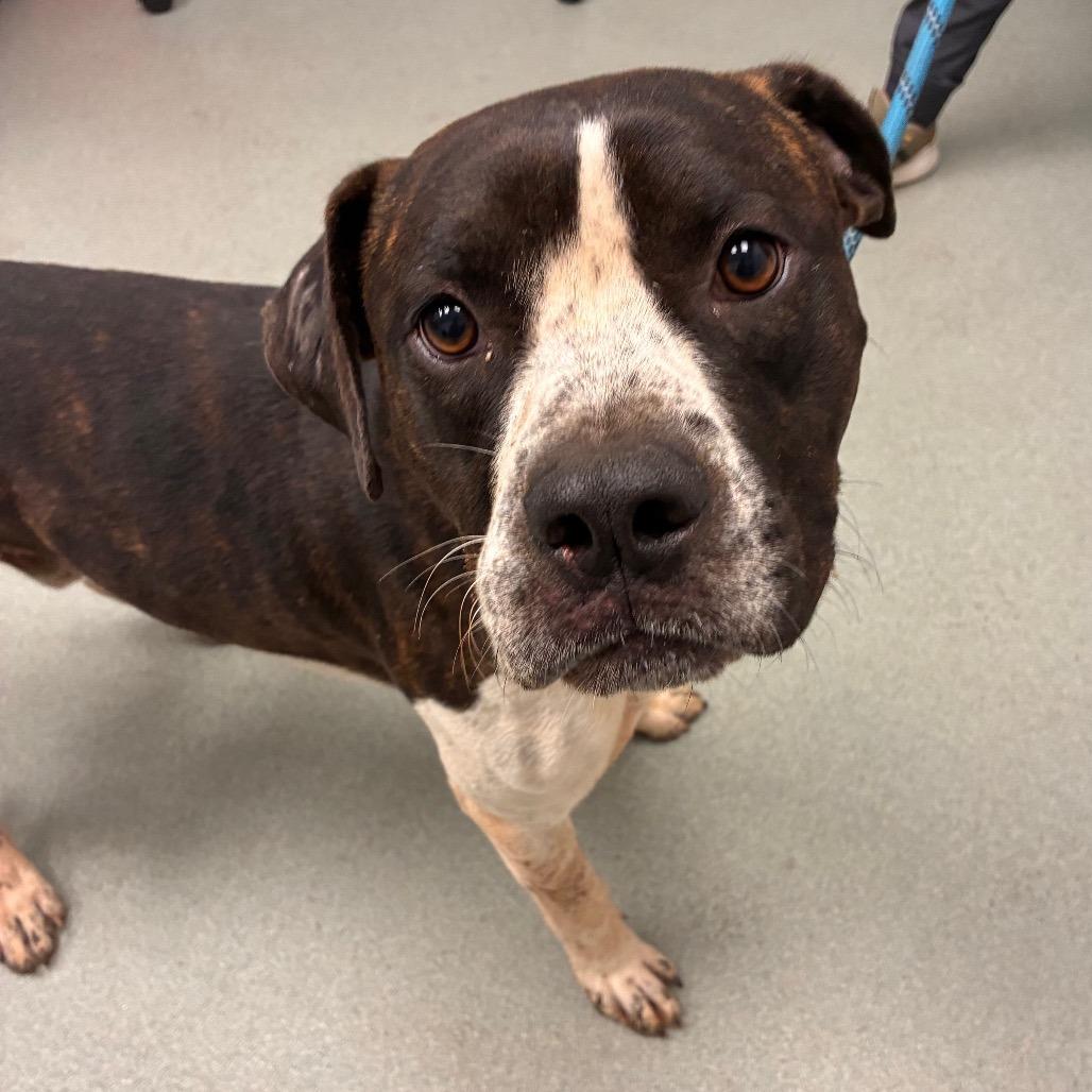 Enlarge Hawkeye, a Adoptable mixed breed in Abilene, TX image 1/4
