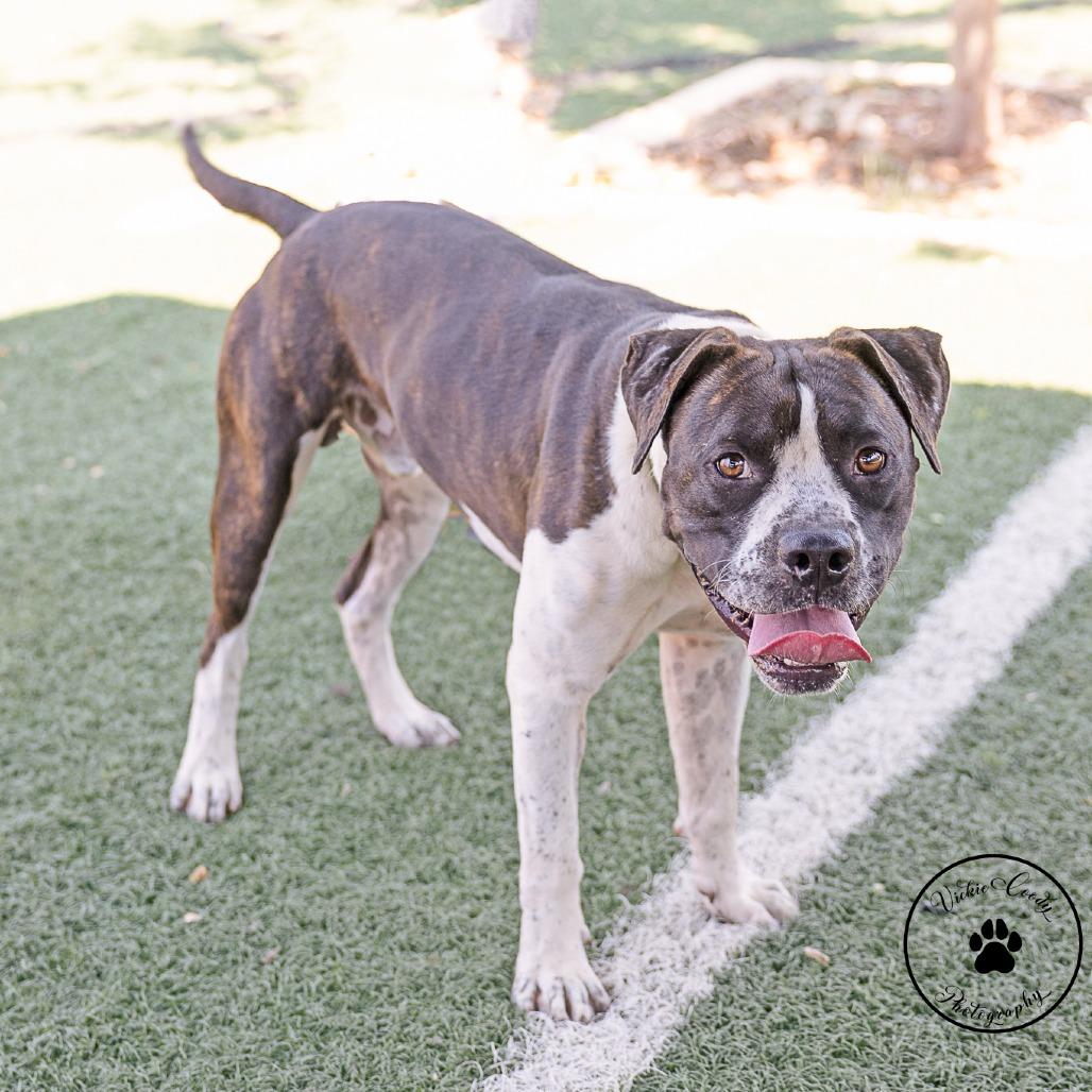 Enlarge Hawkeye, a Adoptable mixed breed in Abilene, TX image 2/4