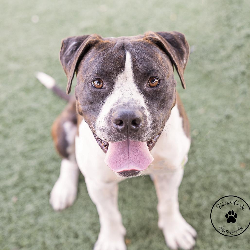 Enlarge Hawkeye, a Adoptable mixed breed in Abilene, TX image 3/4