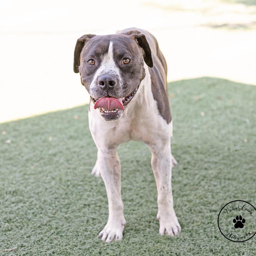 Enlarge Hawkeye, a Adoptable mixed breed in Abilene, TX image 4/4