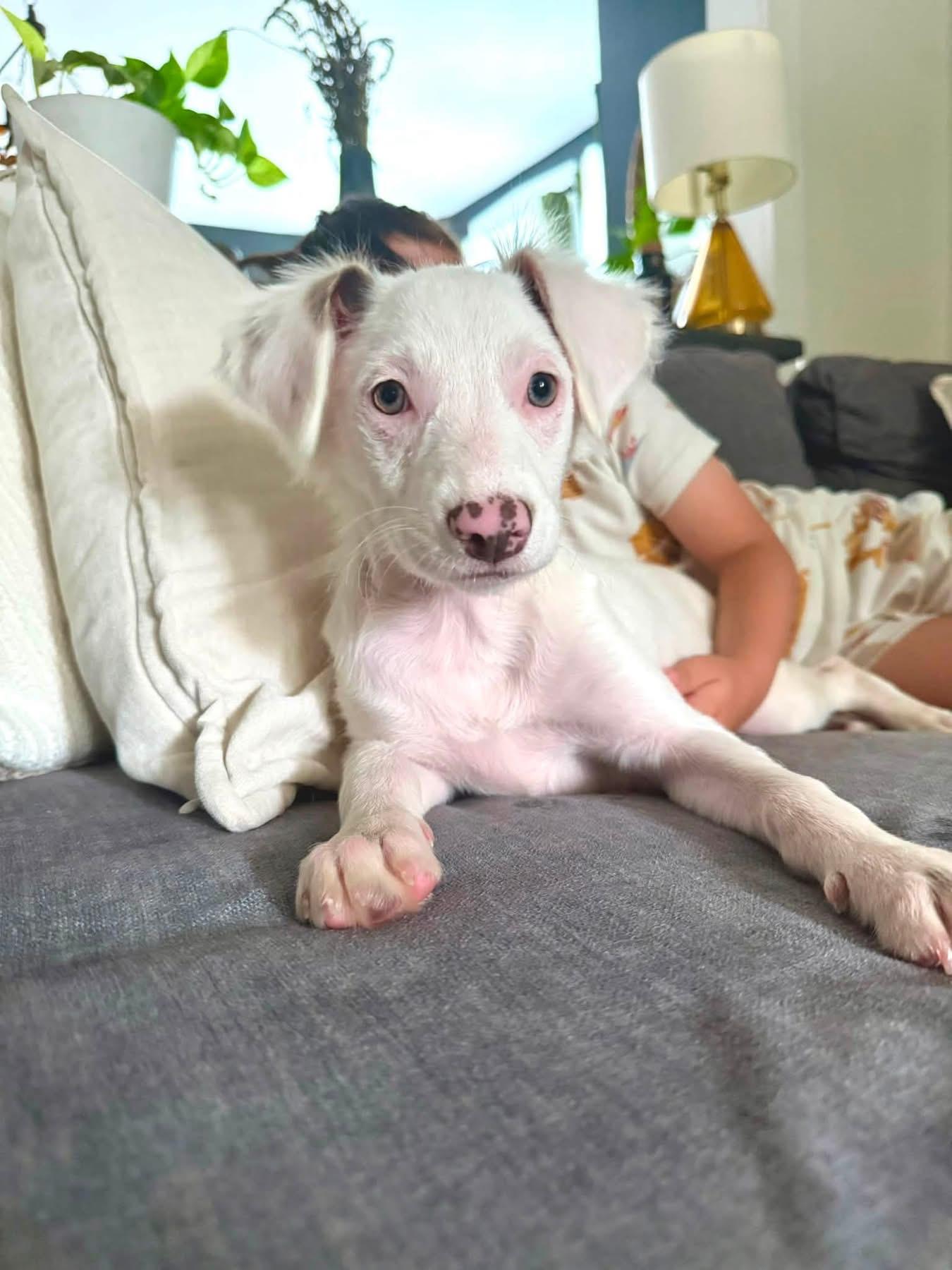 Enlarge Mona Lisa, a ADOPTABLE mixed breed in Collingswood, NJ image 3/3
