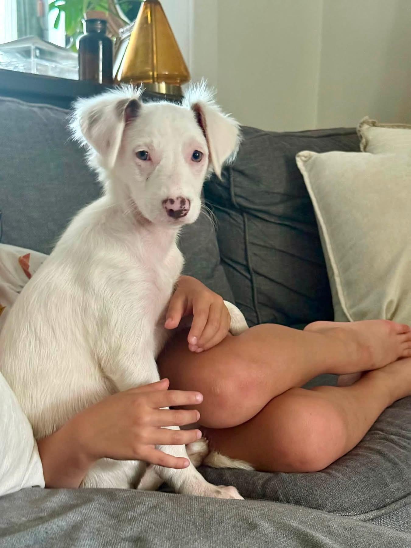 Mona Lisa, ADOPTABLE, Puppy Female Terrier.