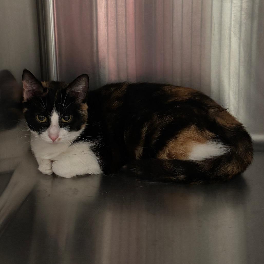 Hallie, Adoptable, Adult Female Domestic Short Hair.