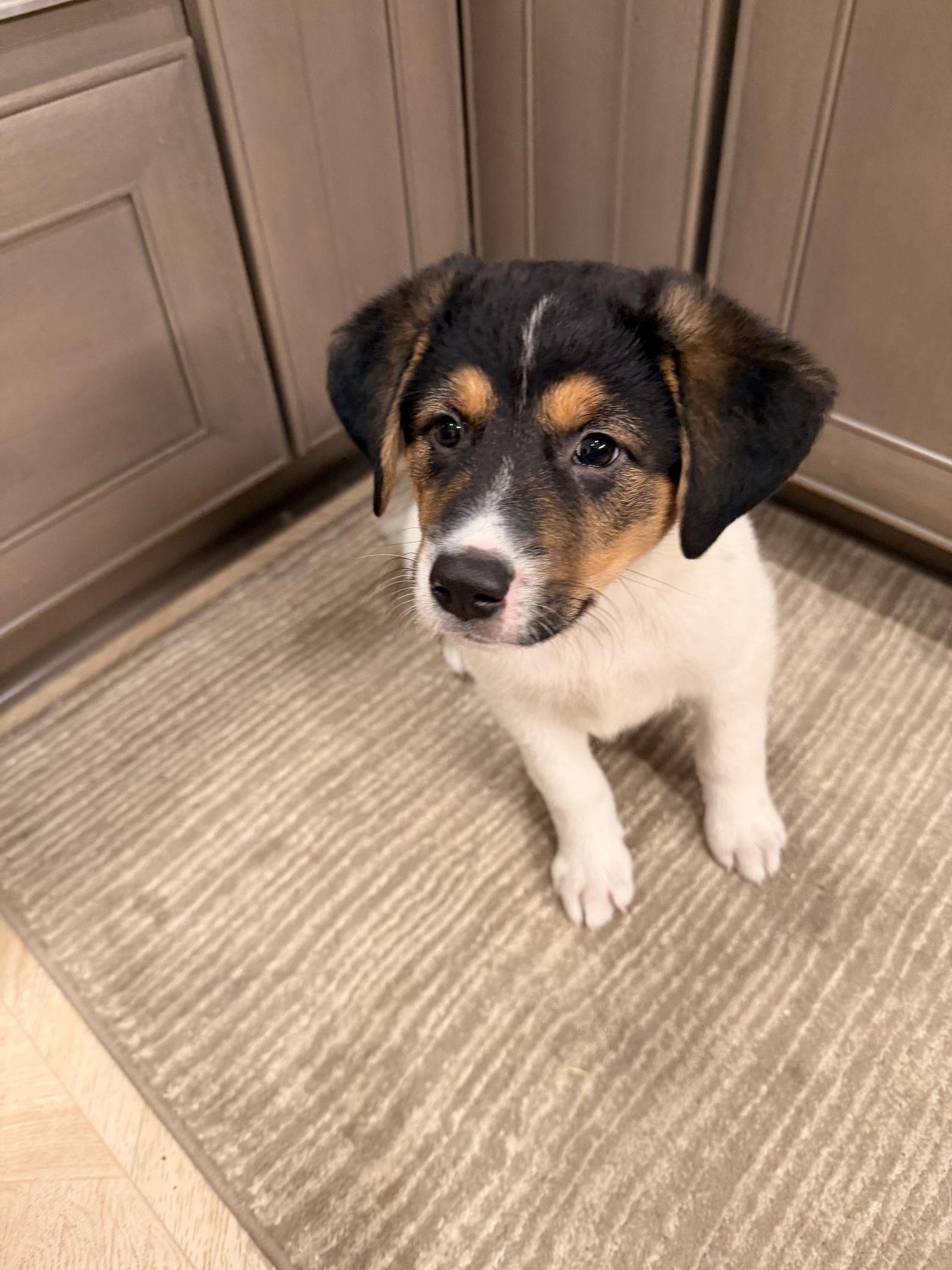 Zane, a Adoptable Shepherd in Fullerton, CA image 1/3