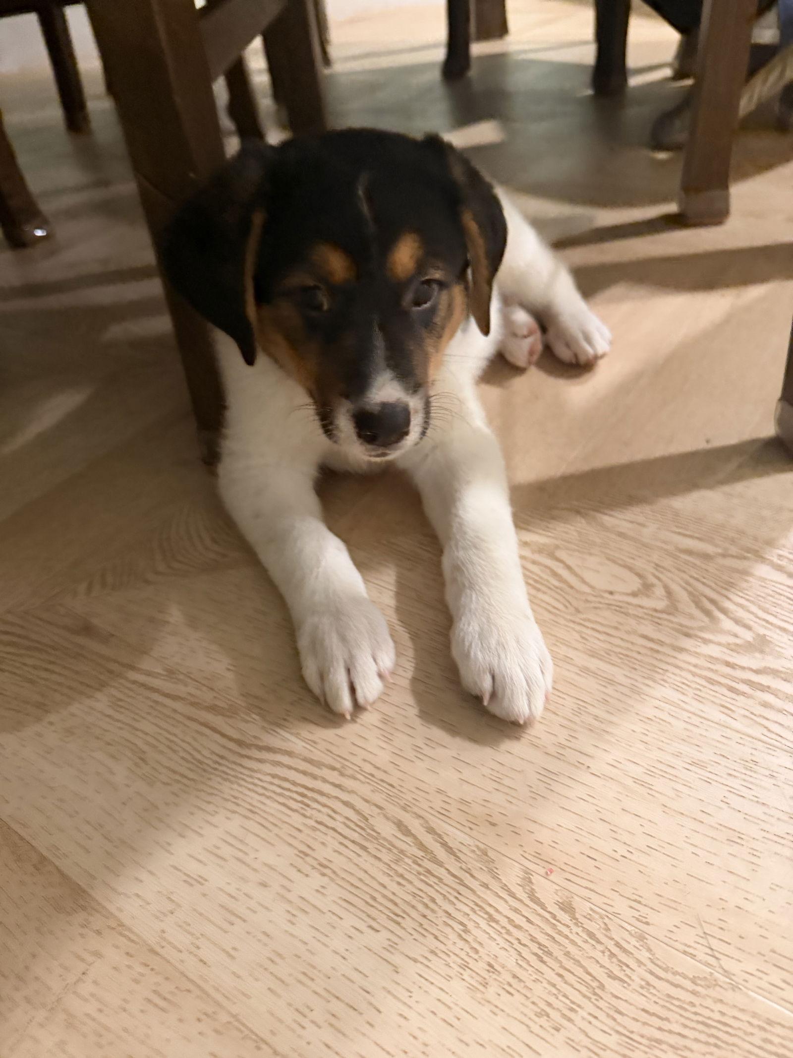 Zane, a Adoptable Shepherd in Fullerton, CA image 2/3