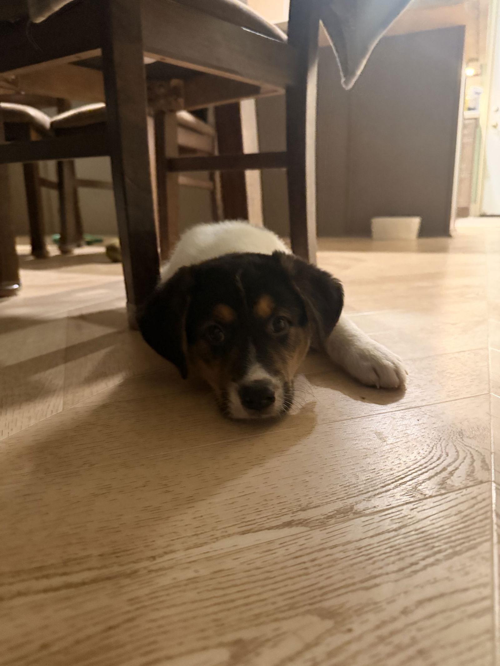 Zane, a Adoptable Shepherd in Fullerton, CA image 3/3