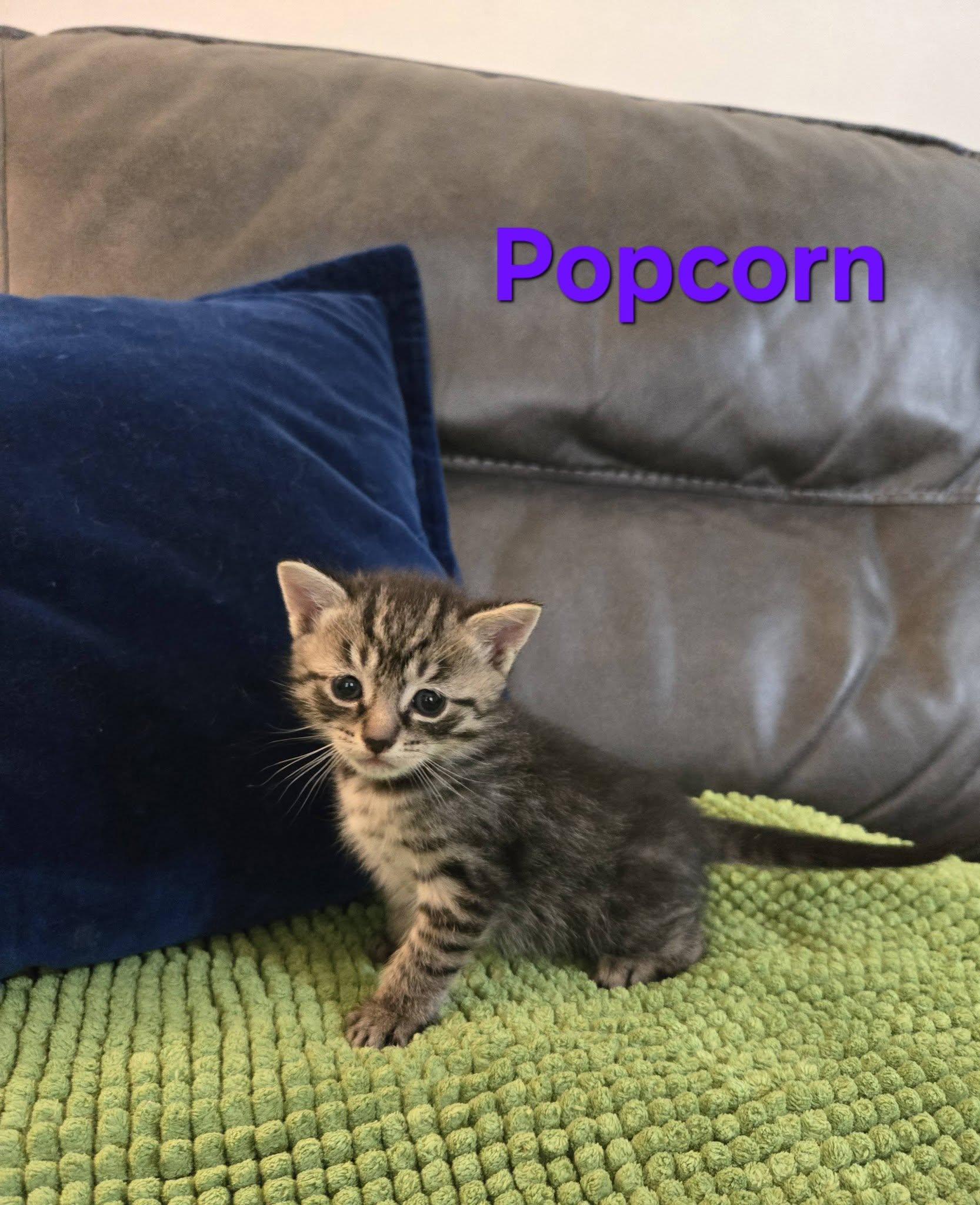 Popcorn - Kitten, Adopted, Kitten Male Domestic Short Hair.
