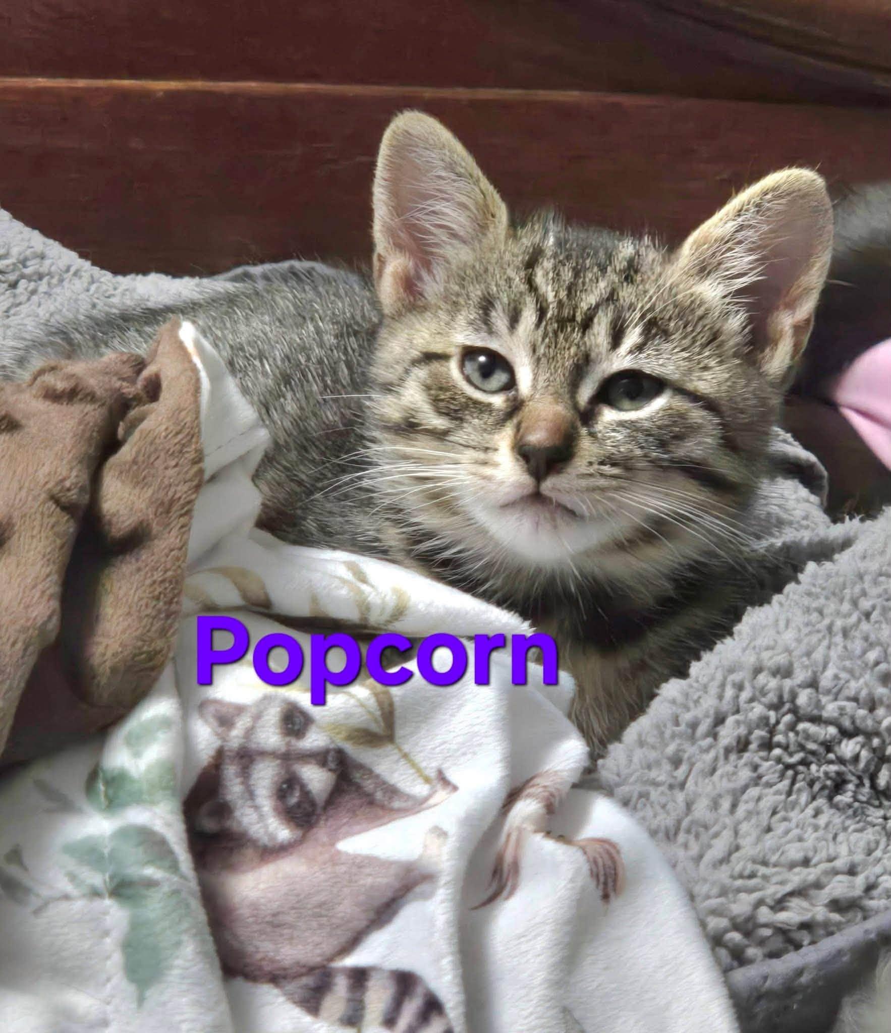 Popcorn - Kitten, a Adopted Domestic Short Hair in Enfield, CT image 2/4