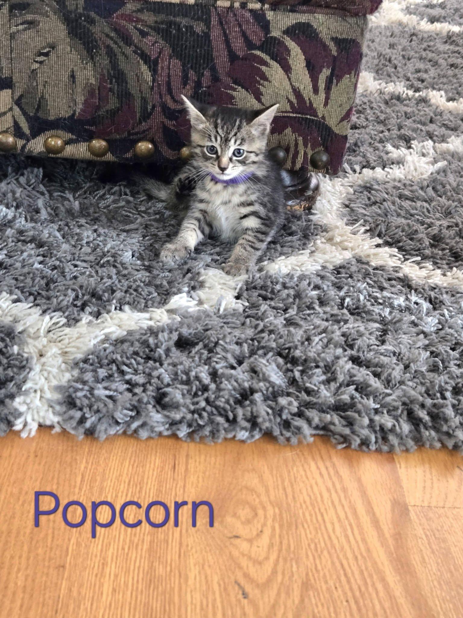 Popcorn - Kitten, a Adopted Domestic Short Hair in Enfield, CT image 3/4