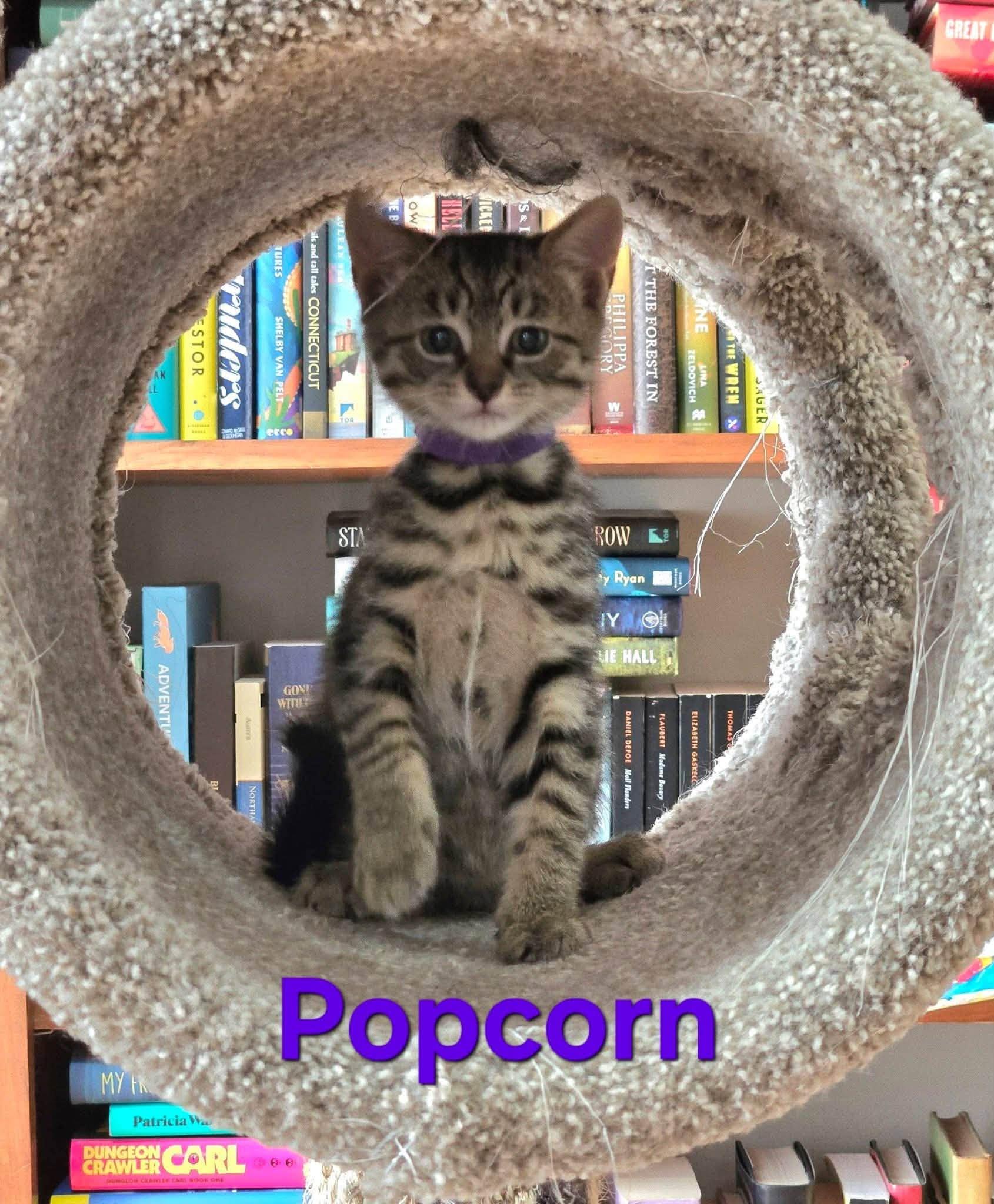 Popcorn - Kitten, a Adopted Domestic Short Hair in Enfield, CT image 4/4
