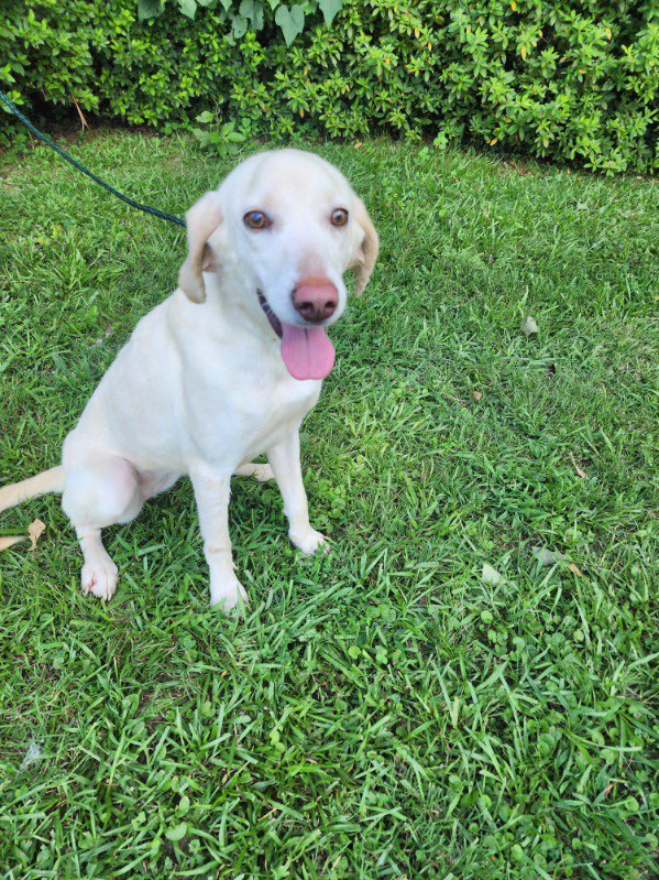 Oliander, adopted, Young Female Labrador Retriever & Hound.