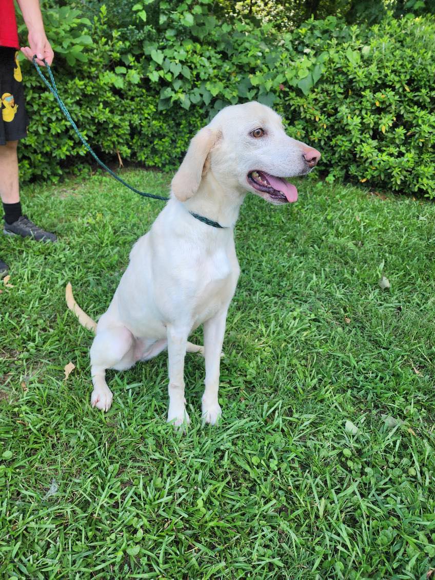 Enlarge Oliander, an adopted mixed breed in bauxite, AR image 2/4