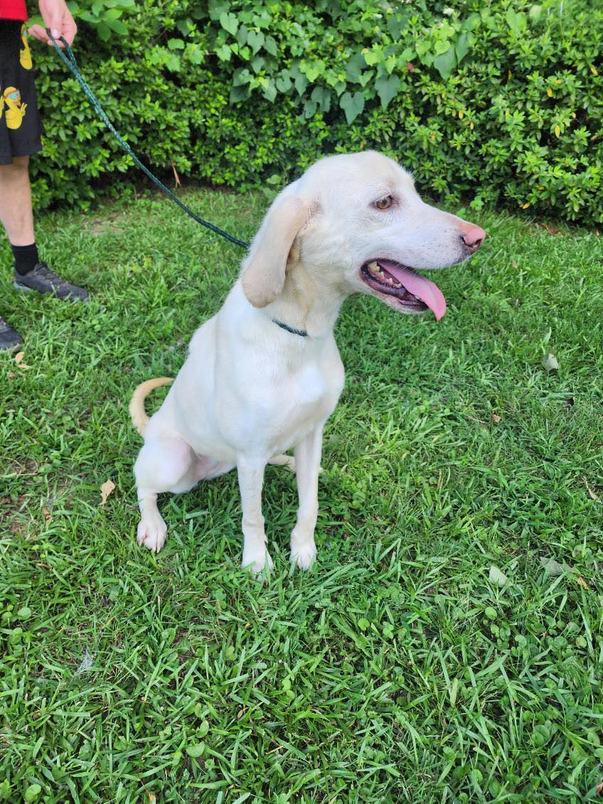 Enlarge Oliander, an adopted mixed breed in bauxite, AR image 3/4
