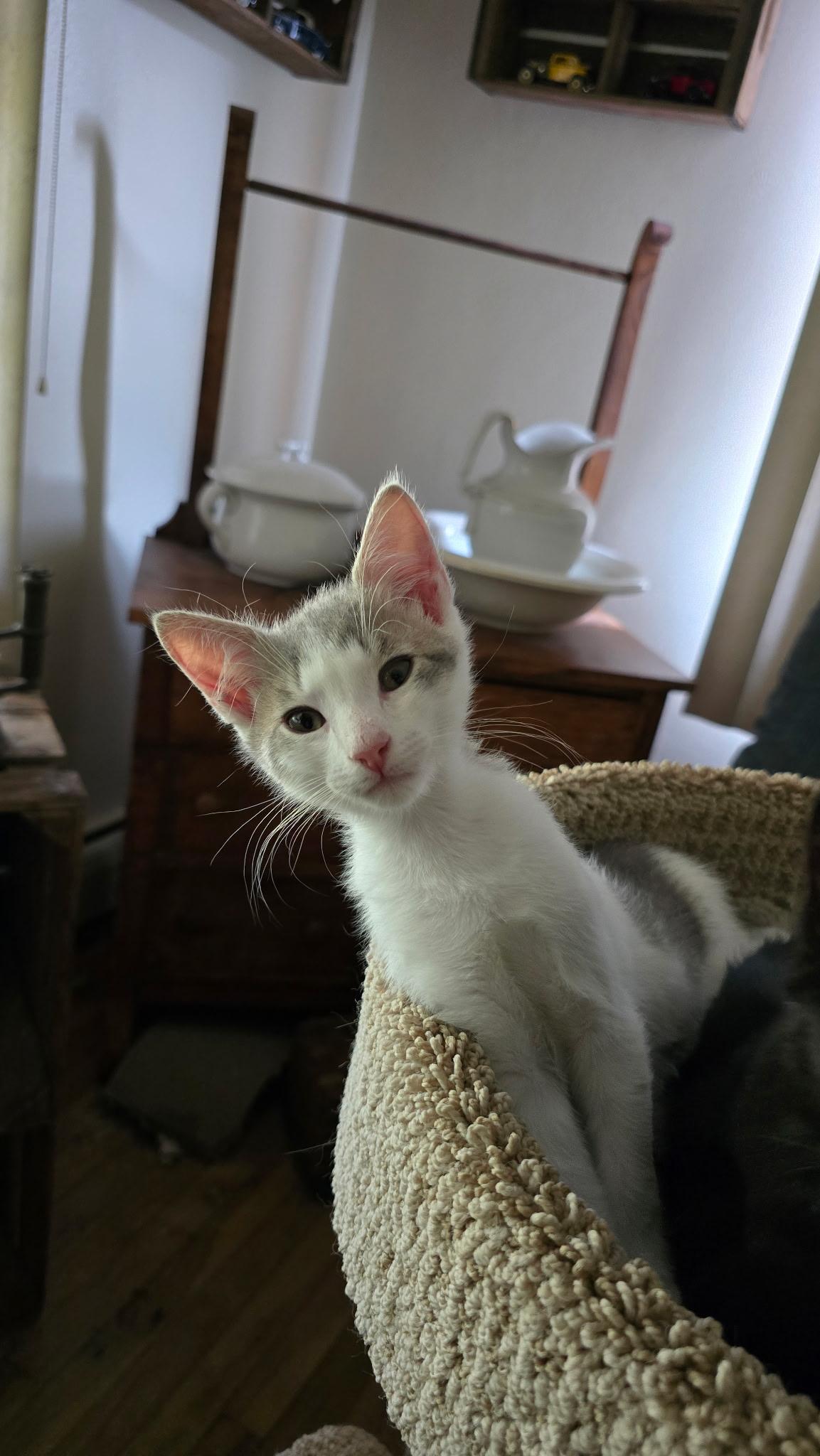 Enlarge Larry, a Adoptable Domestic Short Hair in York, PA image 1/1